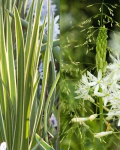 Camassia sacajawea.jpg